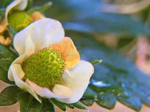 Preview wallpaper plant, petals, leaves, blur