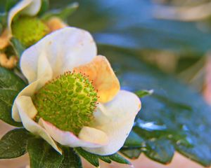 Preview wallpaper plant, petals, leaves, blur