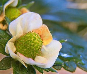 Preview wallpaper plant, petals, leaves, blur