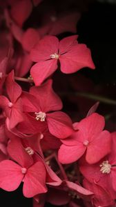 Preview wallpaper plant, petals, leaves, pink