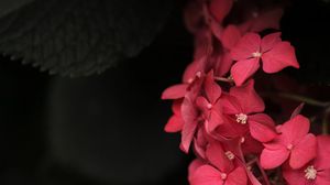 Preview wallpaper plant, petals, leaves, pink