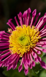Preview wallpaper plant, pink, flower, nature
