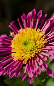Preview wallpaper plant, pink, flower, nature