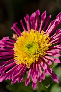 Preview wallpaper plant, pink, flower, nature
