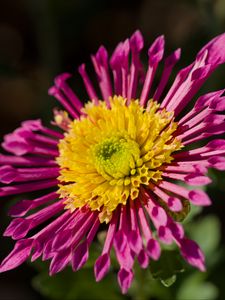 Preview wallpaper plant, pink, flower, nature