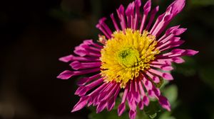 Preview wallpaper plant, pink, flower, nature