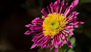 Preview wallpaper plant, pink, flower, nature