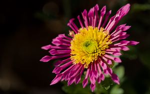 Preview wallpaper plant, pink, flower, nature