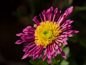 Preview wallpaper plant, pink, flower, nature