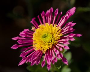 Preview wallpaper plant, pink, flower, nature