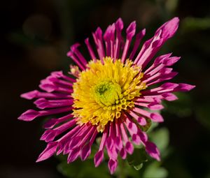 Preview wallpaper plant, pink, flower, nature