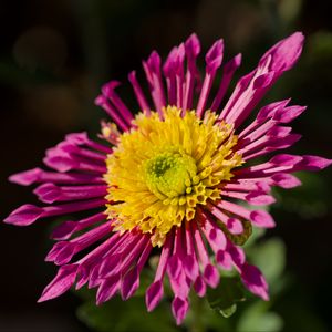 Preview wallpaper plant, pink, flower, nature
