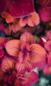 Preview wallpaper plant, pink, leaves, macro, closeup