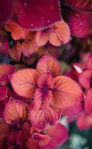 Preview wallpaper plant, pink, leaves, macro, closeup