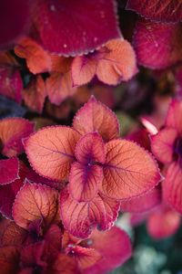 Preview wallpaper plant, pink, leaves, macro, closeup