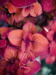 Preview wallpaper plant, pink, leaves, macro, closeup