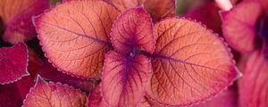 Preview wallpaper plant, pink, leaves, macro, closeup