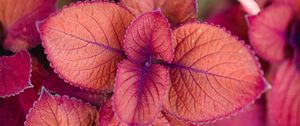 Preview wallpaper plant, pink, leaves, macro, closeup