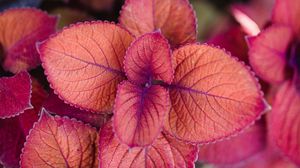 Preview wallpaper plant, pink, leaves, macro, closeup