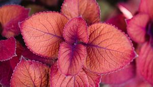 Preview wallpaper plant, pink, leaves, macro, closeup