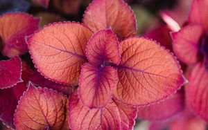 Preview wallpaper plant, pink, leaves, macro, closeup