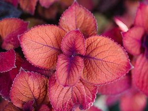Preview wallpaper plant, pink, leaves, macro, closeup