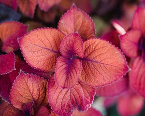 Preview wallpaper plant, pink, leaves, macro, closeup