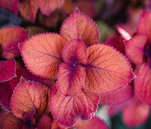 Preview wallpaper plant, pink, leaves, macro, closeup