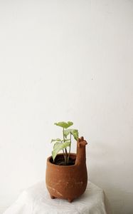 Preview wallpaper plant, pot, decor, minimalism