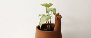 Preview wallpaper plant, pot, decor, minimalism