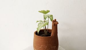 Preview wallpaper plant, pot, decor, minimalism