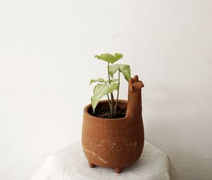Preview wallpaper plant, pot, decor, minimalism
