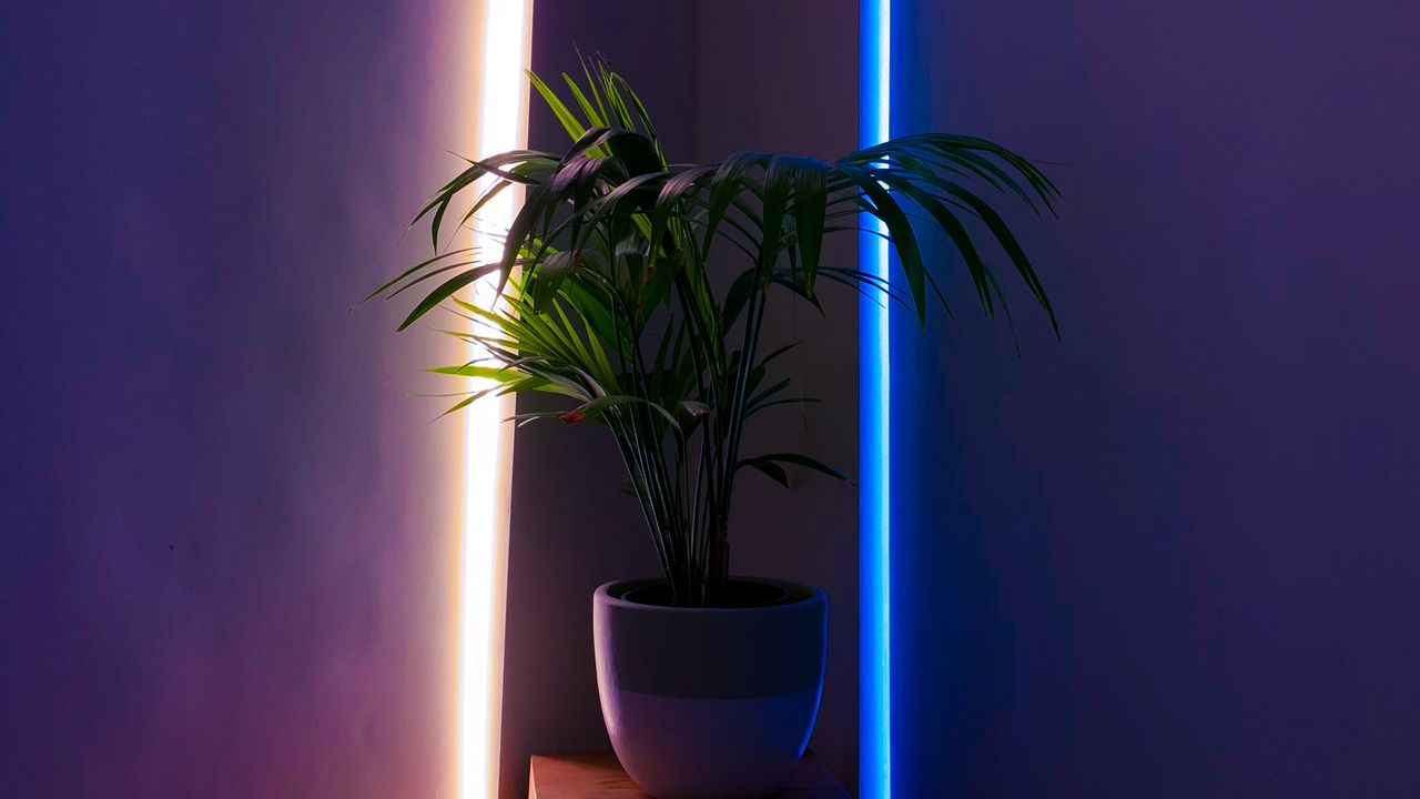 Wallpaper plant, pot, neon, backlight, decorative