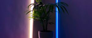 Preview wallpaper plant, pot, neon, backlight, decorative