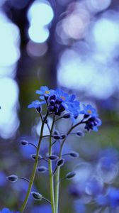 Preview wallpaper plant, purple, flowers