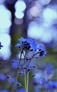 Preview wallpaper plant, purple, flowers