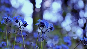 Preview wallpaper plant, purple, flowers