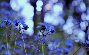 Preview wallpaper plant, purple, flowers