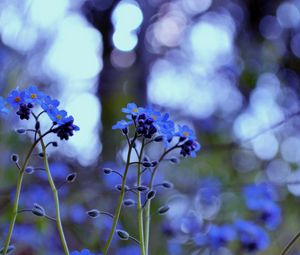 Preview wallpaper plant, purple, flowers