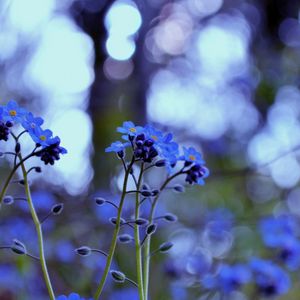 Preview wallpaper plant, purple, flowers