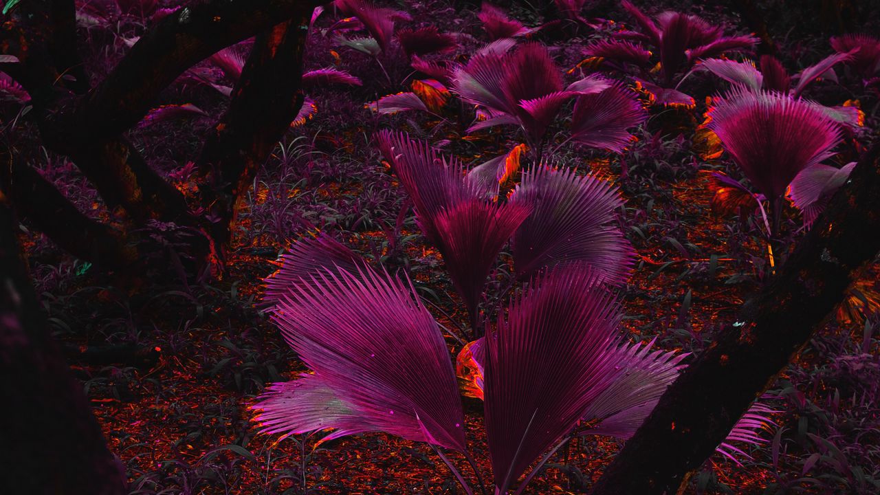 Wallpaper plant, purple, leaves, jungle, tropics