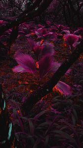 Preview wallpaper plant, purple, leaves, jungle, tropics