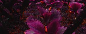 Preview wallpaper plant, purple, leaves, jungle, tropics