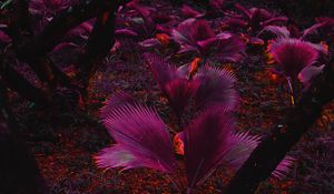 Preview wallpaper plant, purple, leaves, jungle, tropics