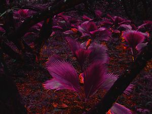 Preview wallpaper plant, purple, leaves, jungle, tropics