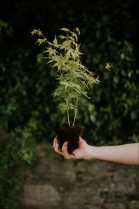 Preview wallpaper plant, seedling, green, bush