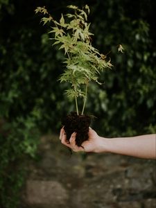 Preview wallpaper plant, seedling, green, bush