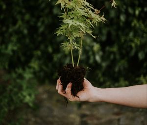 Preview wallpaper plant, seedling, green, bush