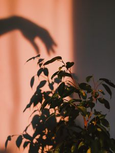 Preview wallpaper plant, shadow, hand