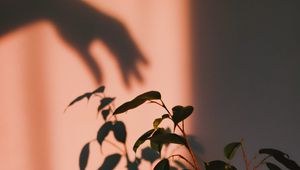 Preview wallpaper plant, shadow, hand